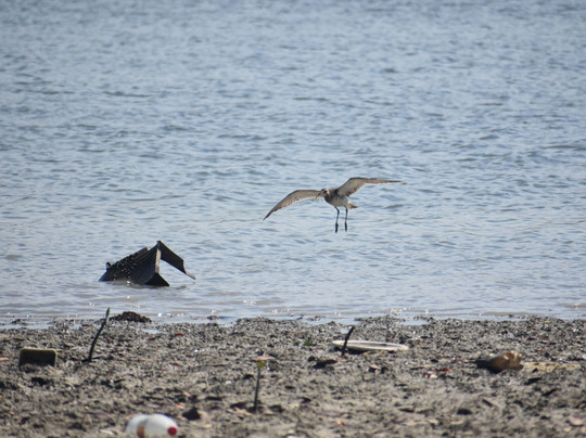 Rivulet Terre Rouge Estuary Bird Sanctuary-路易士港必去景点