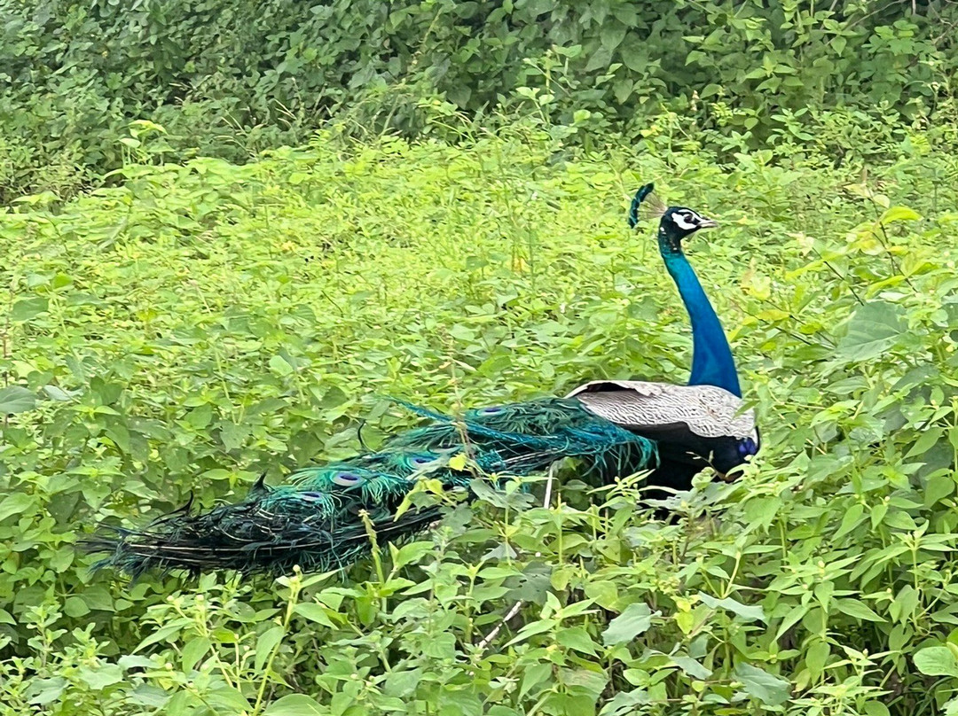 Visit Udawalawe National Park-乌达瓦拉维国家公园必去景点
