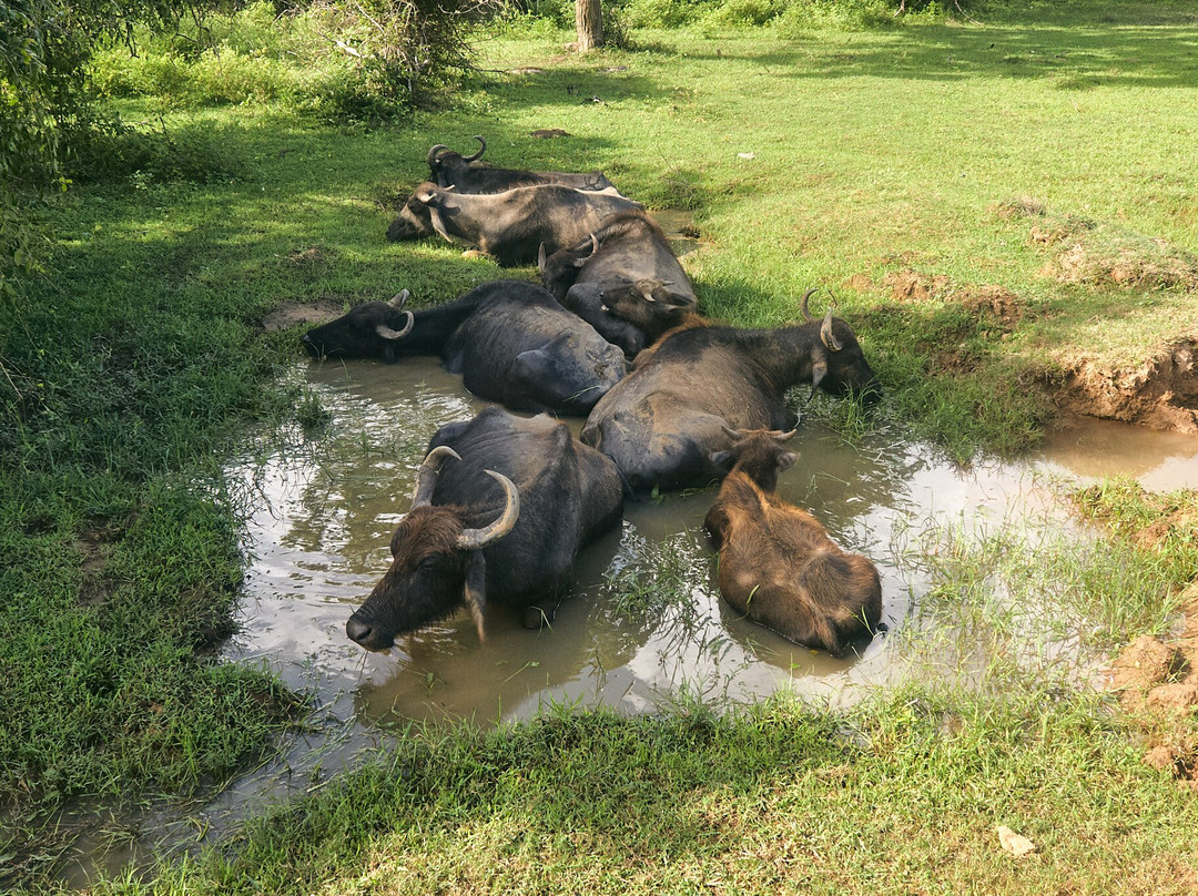 Ceylon Safari Tours-蒂瑟默哈拉默必去景点