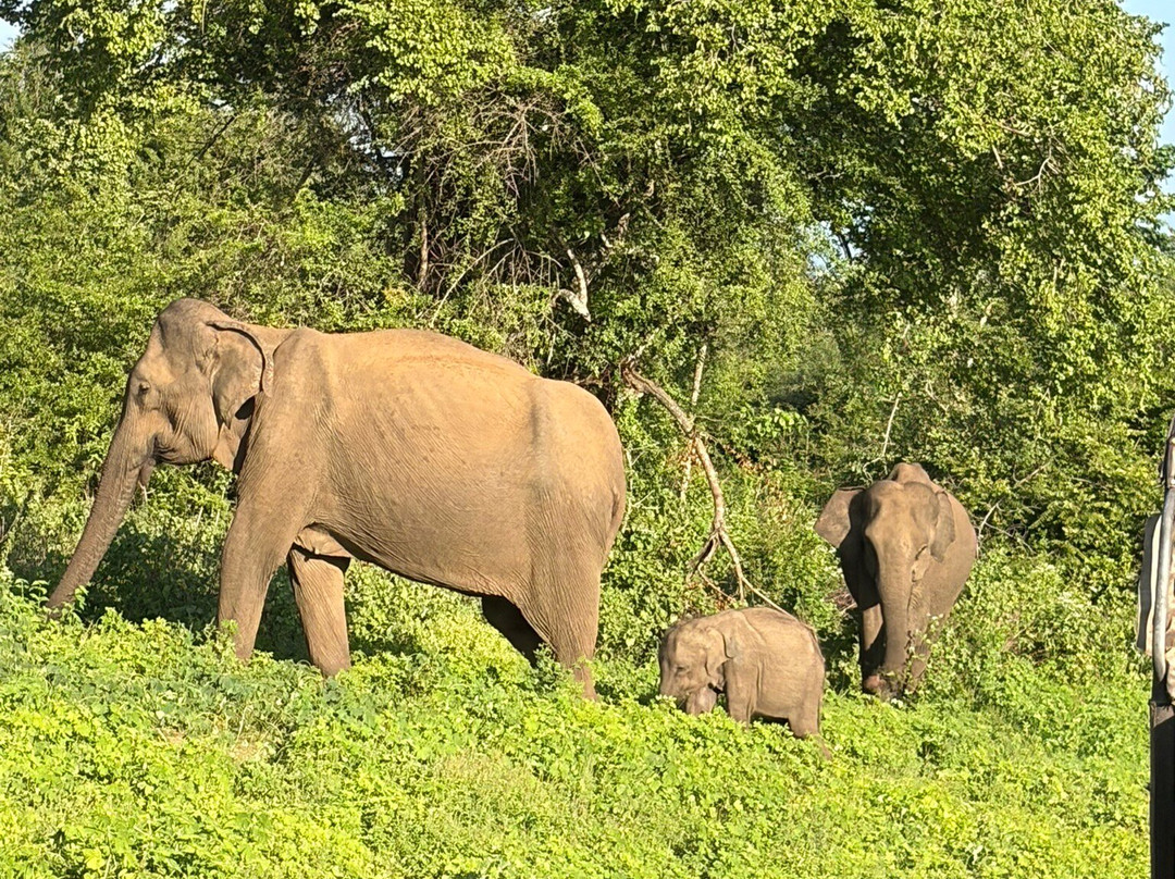Udawalawe Safari Jeep With Guides-乌达瓦拉维国家公园必去景点