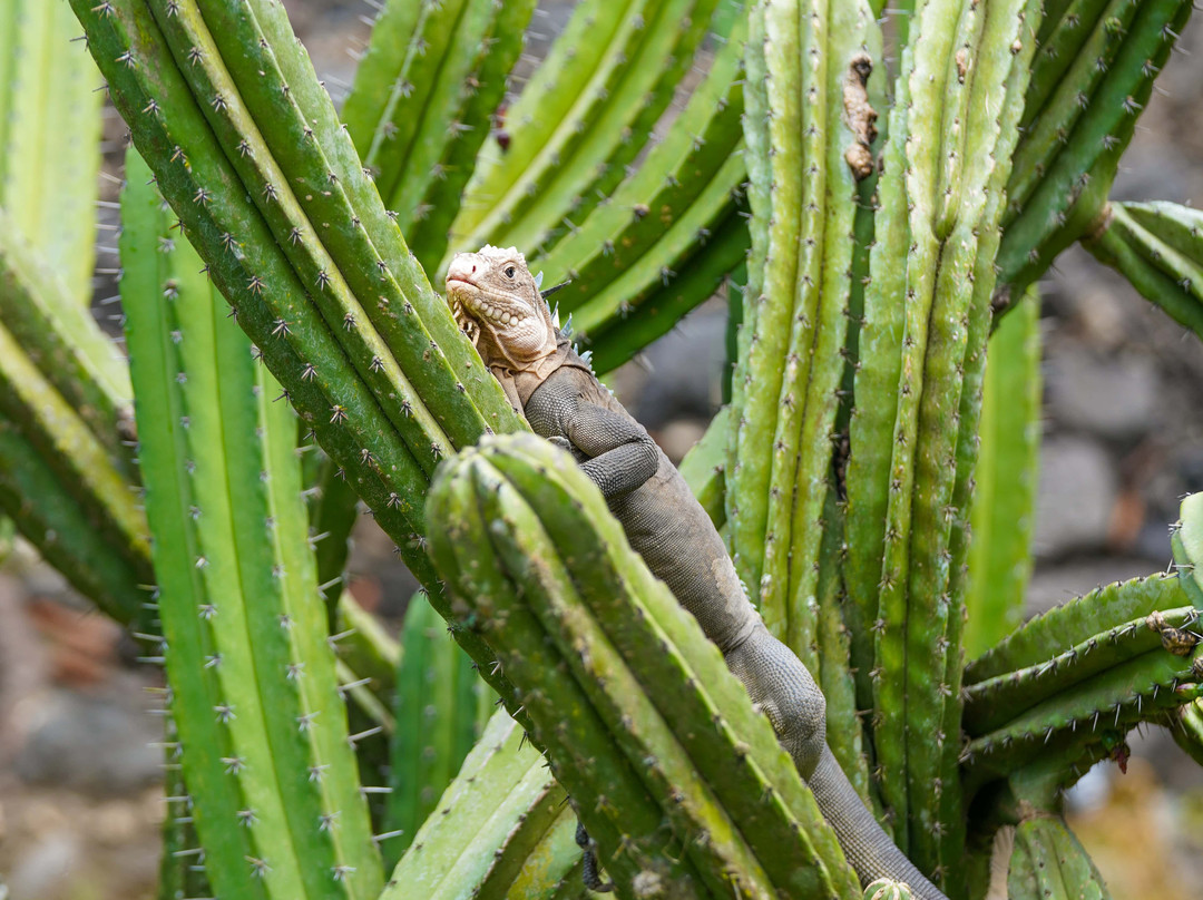 Zoo de Martinique-Le Carbet必去景点