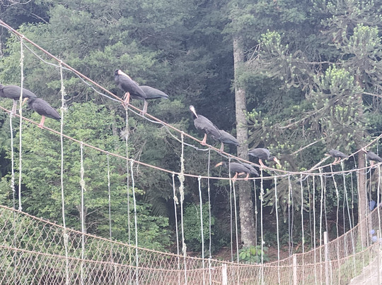 Pousada Pica-Pau主图