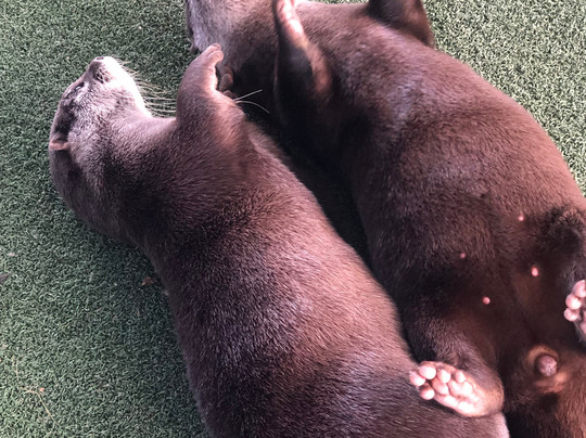 Blue Hills Ranch主图