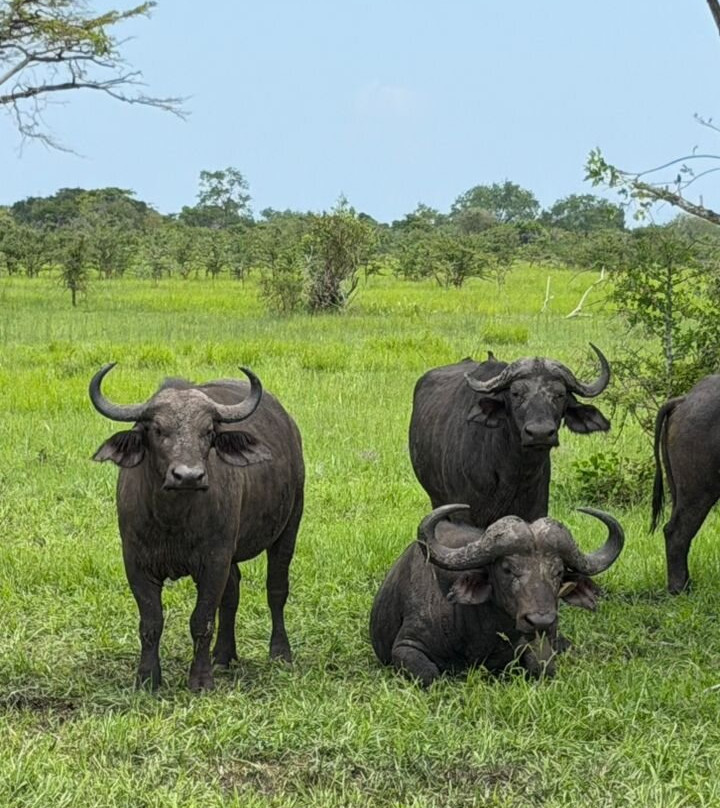 Saadani Tour Operator