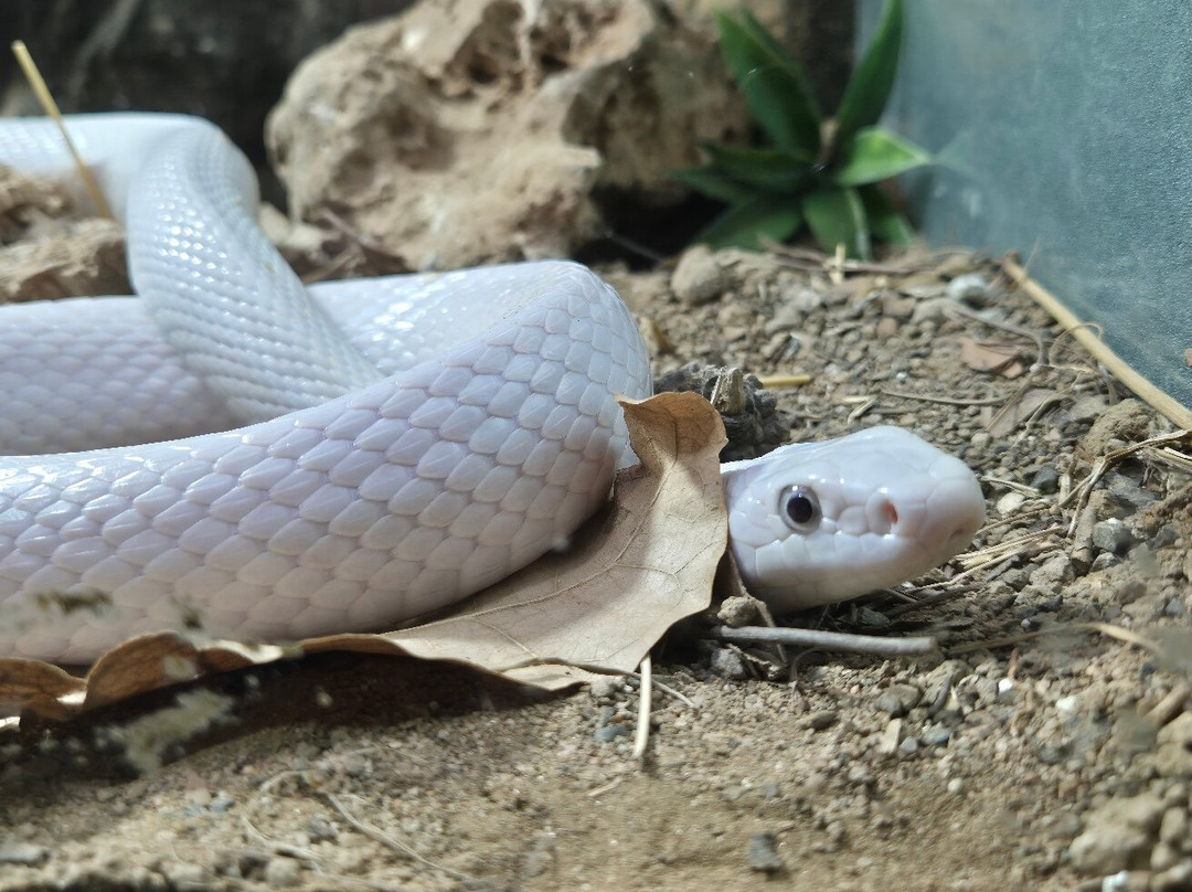 Snakeroom Serpentarium-福恩吉罗拉必去景点