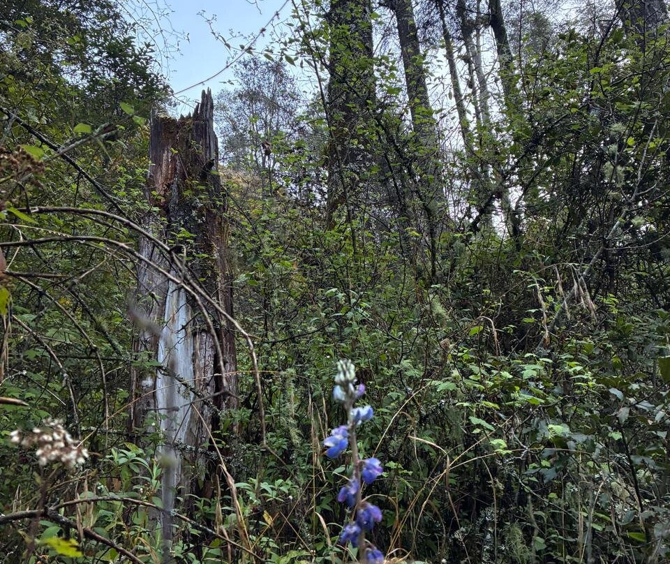 El Chico National Park-Pluma Hidalgo必去景点