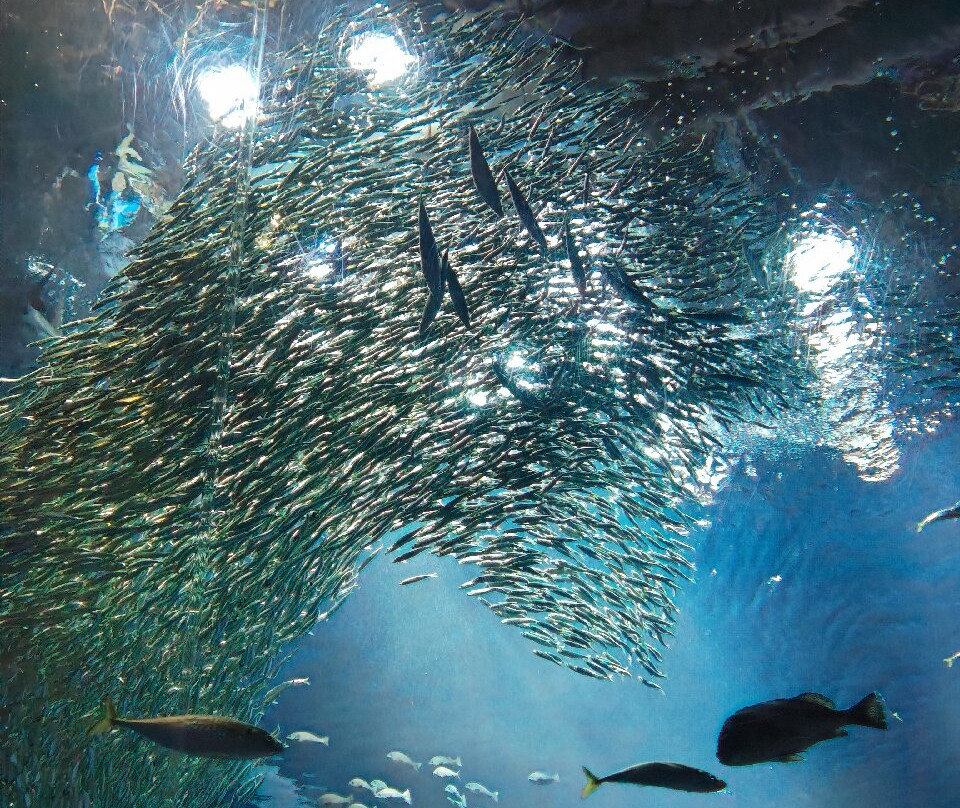 Aqua World Ibaraki Prefectural Oarai Aquarium-大洗町必去景点