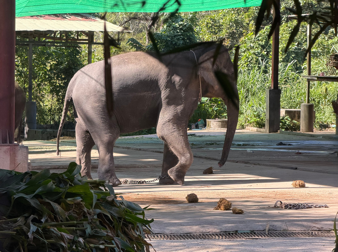 Maetaeng Elephant Park-夜登必去景点