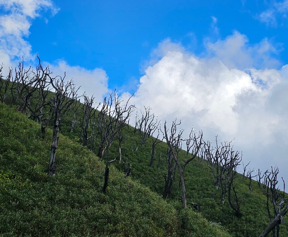 Dzukou Valley-Kohima必去景点