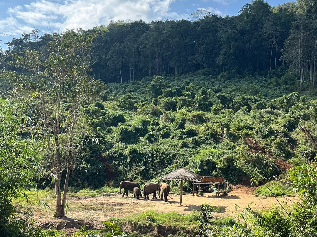 Living Green Elephant Sanctuary-清迈必去景点