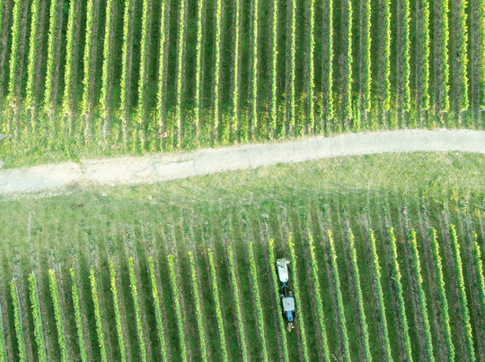 Mereworth Wines-梅德斯通必去景点