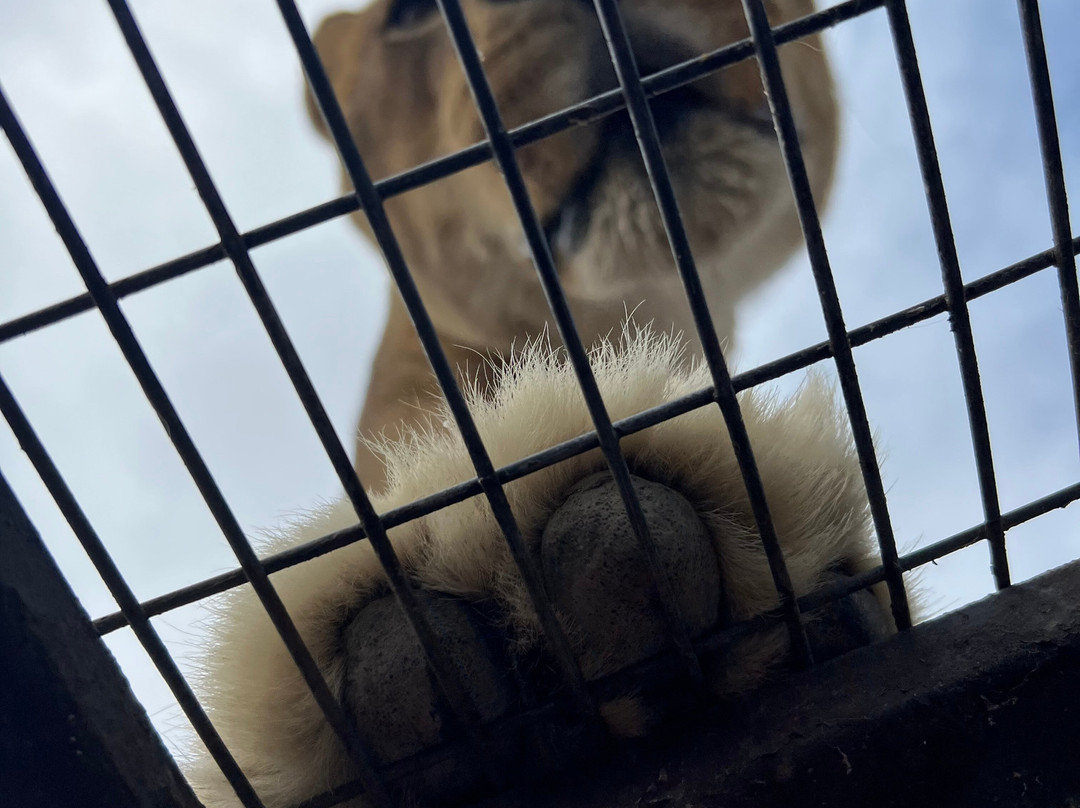 Parque Safari-兰卡瓜必去景点