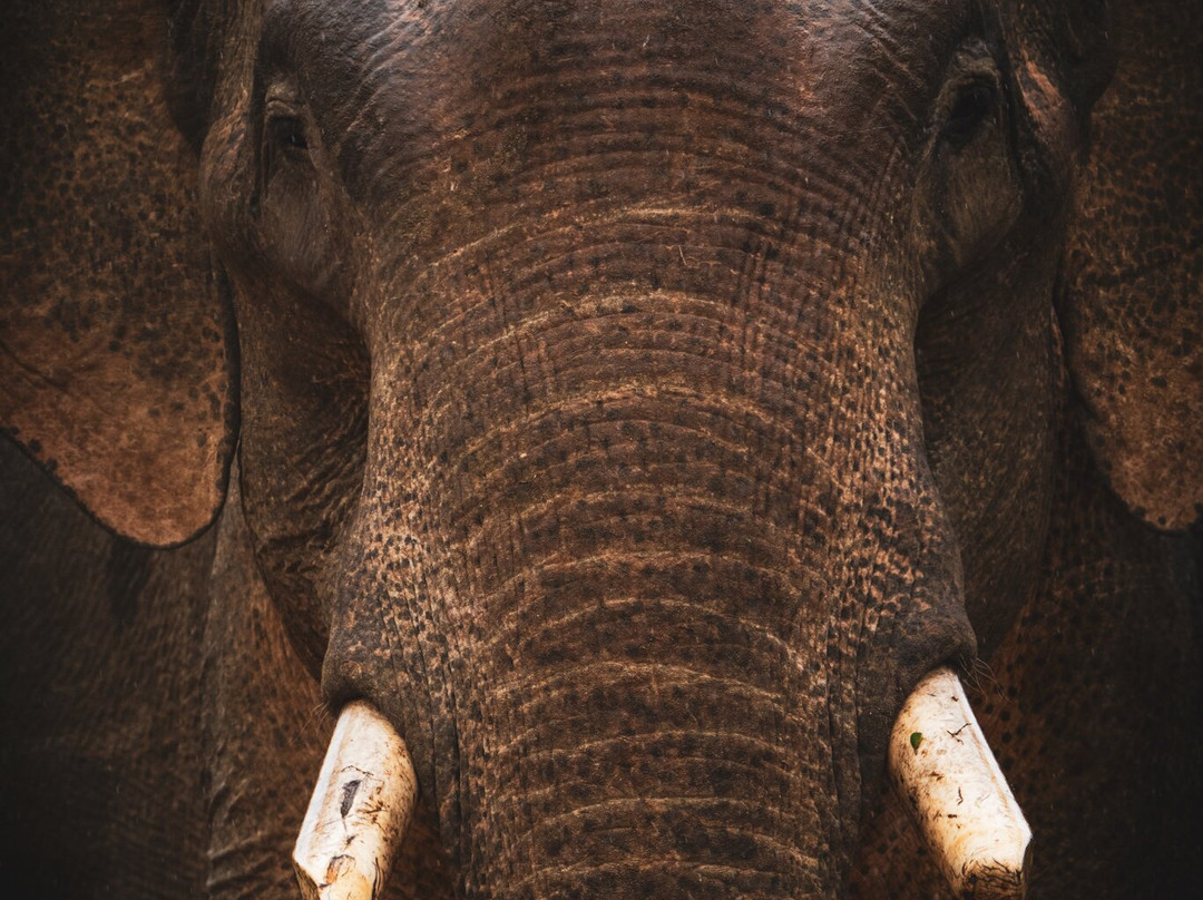 Sri Lanka Paradise Tours-尼甘布必去景点