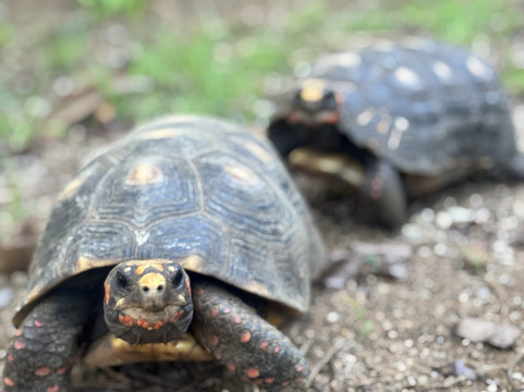 Blackbeard’s Castle-夏洛特阿马利亚必去景点