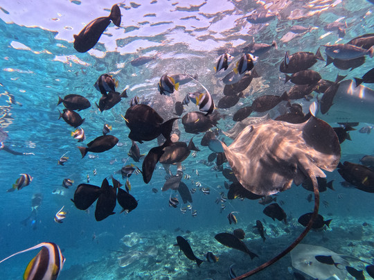 SHADOWPALM TOURS-马富士岛必去景点