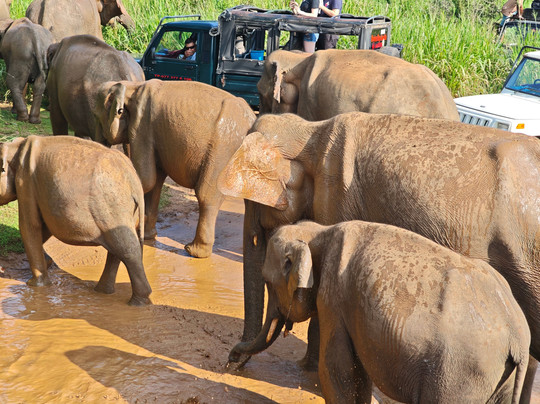 Safari Booking Sri Lanka-Hingurakgoda必去景点