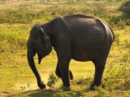 Yala Royal Safari - Sri Lanka-蒂瑟默哈拉默必去景点