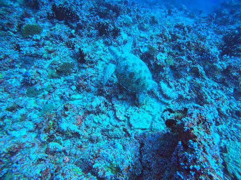 Euro-Divers Niva Kurumba Maldives-库鲁巴椰子岛必去景点