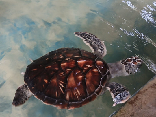 MySL Travel-科伦坡必去景点