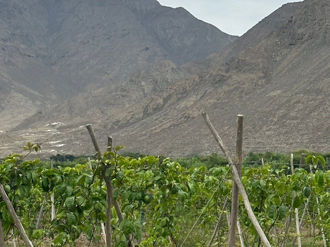 Norte Chico Tours-Barranca必去景点