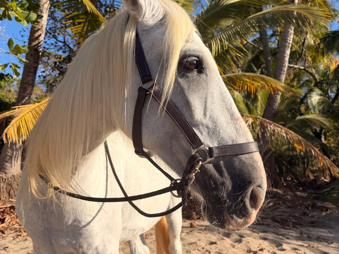 Mirador Equestrian-Playa Avellanas必去景点