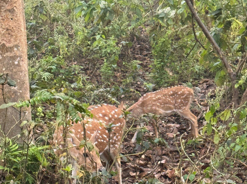 Sauraha Chitwan Nepal-苏拉哈必去景点