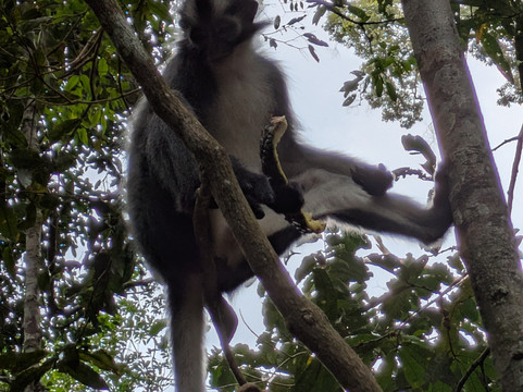 Sumatra Orangutan Explore-武吉拉旺必去景点
