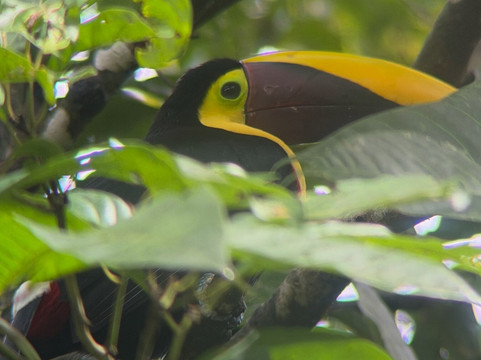 AyE Tours Travel Costa Rica-圣何塞必去景点