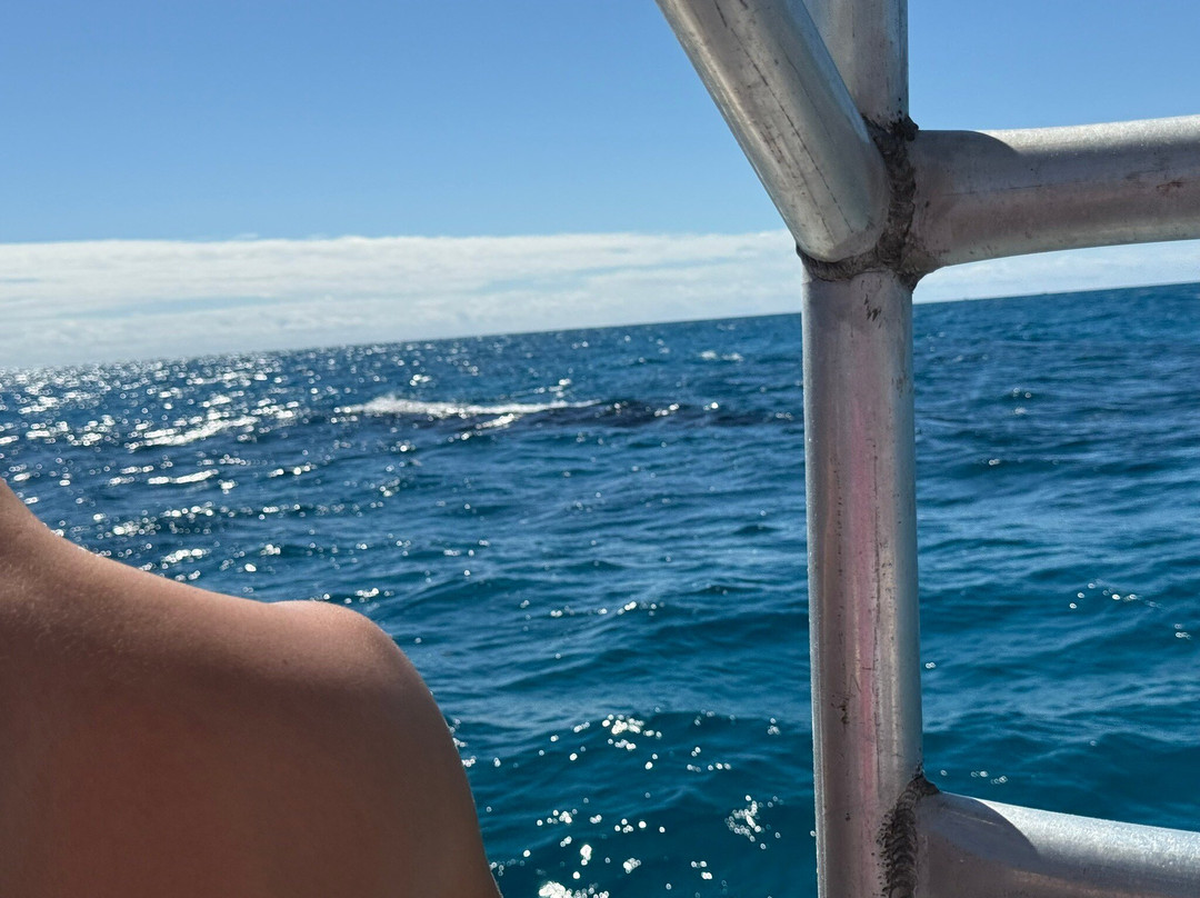 Ocean Vibes Scuba & Watersports-格雷斯湾必去景点