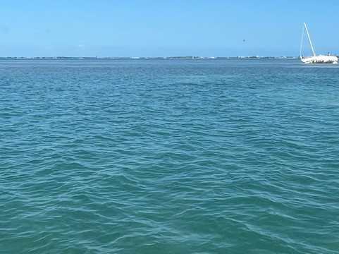 Wild About Dolphins-基韦斯特必去景点