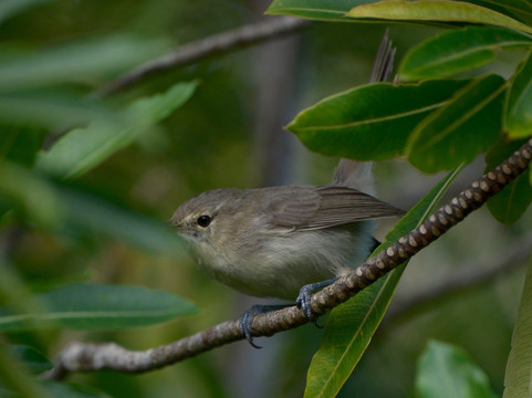 Grande Montagne Nature Reserve-罗德里格斯岛必去景点
