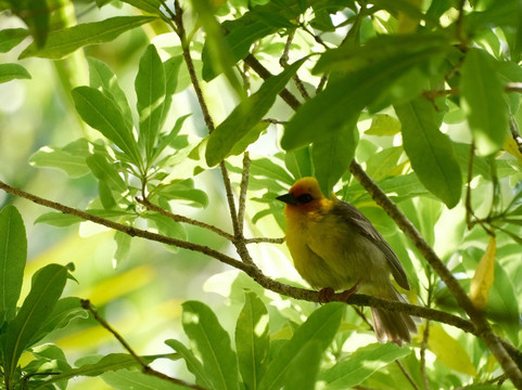 Grande Montagne Nature Reserve-罗德里格斯岛必去景点