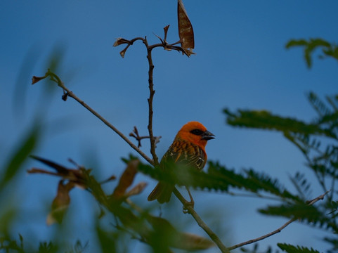 Grande Montagne Nature Reserve-罗德里格斯岛必去景点