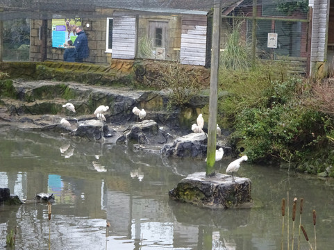 Exmoor Zoo-巴恩斯特珀尔必去景点