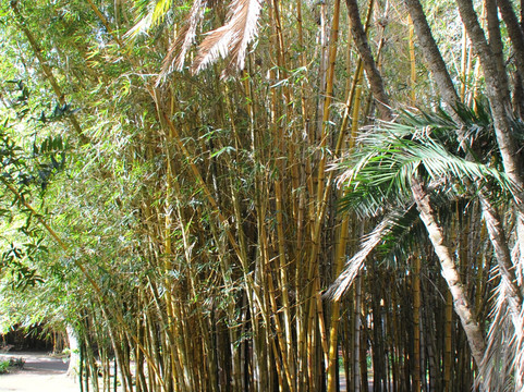 Jardim Botânico António Borges-蓬塔德尔加达必去景点