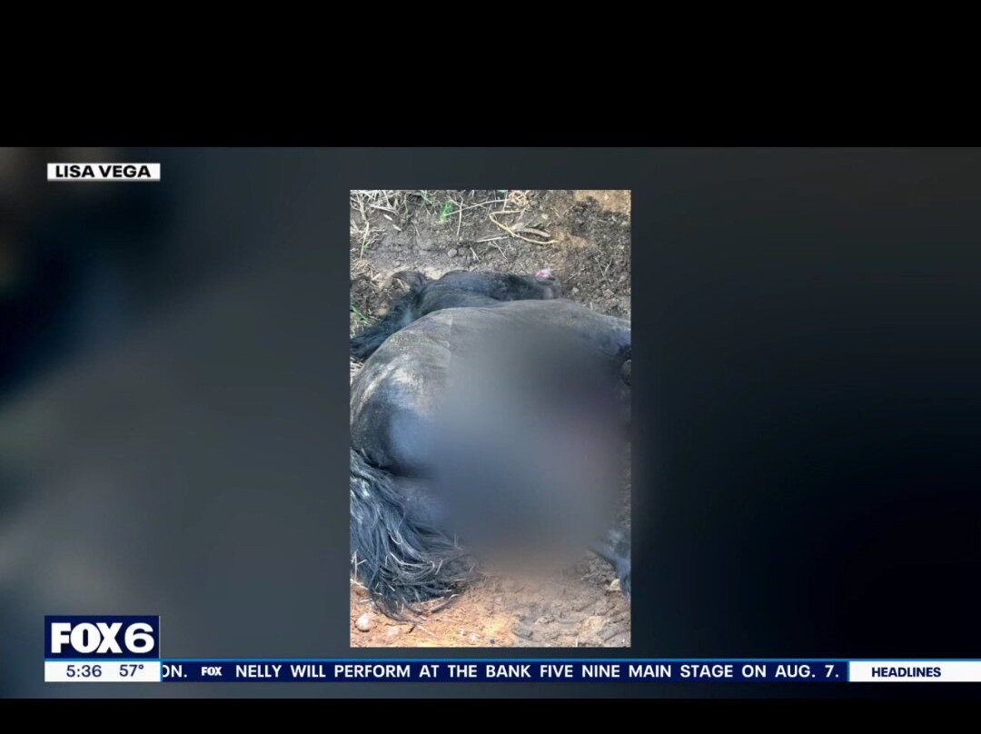 Friesian Herd Experiences-Mukwonago必去景点