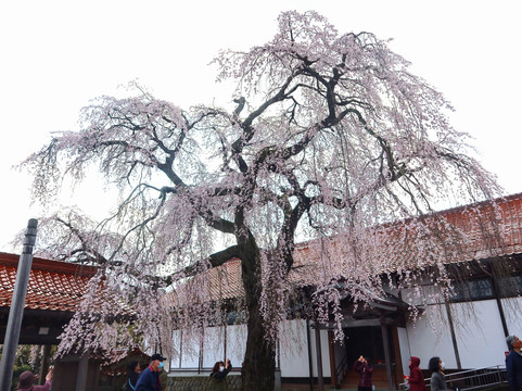 Gokurakuji Temple-仓吉市必去景点