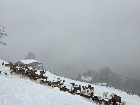 Wildpark Aurach-Aurach bei Kitzbuehel必去景点