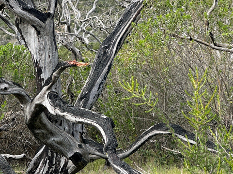 Skyline Wilderness Park-纳帕必去景点