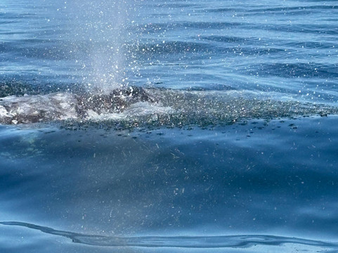 Friendly Whale Tours-Puerto San Carlos必去景点