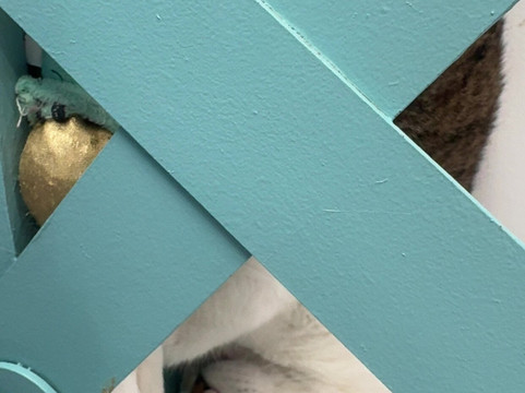 Purrfect Day Cafe Covington-卡温顿必去景点