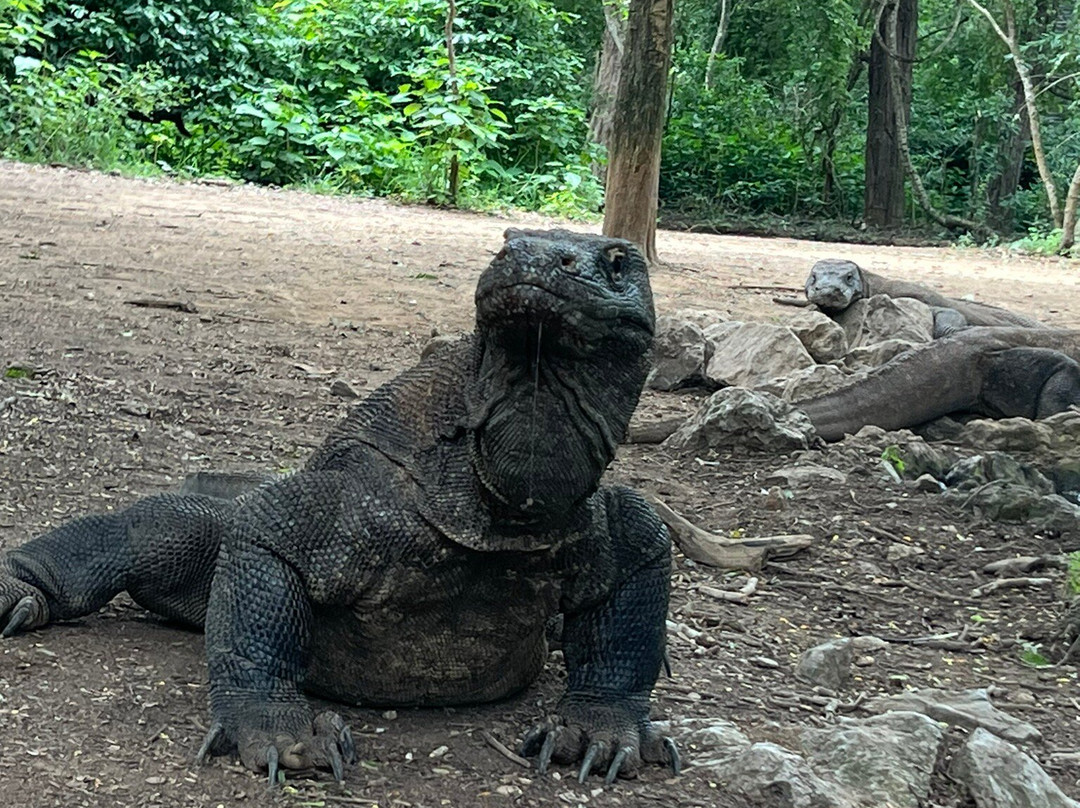 Best Komodo Tour-科莫多必去景点