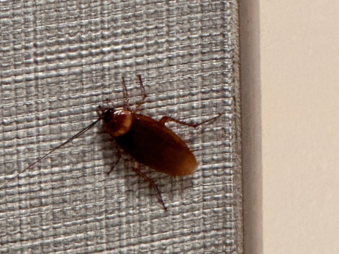 沃斯堡凯悦嘉轩酒店/市景主图