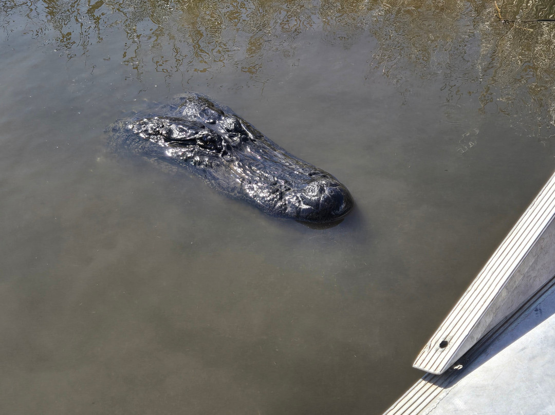 Ragin Cajun Airboat Tours-新奥尔良必去景点