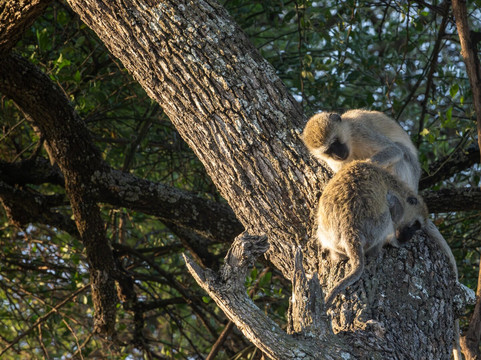Kiliclimb Africa Safaris-阿鲁沙必去景点