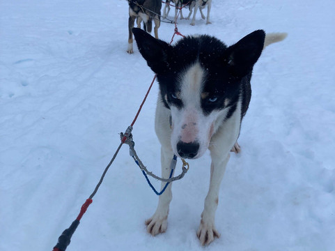 Kvaløya Husky-特罗姆瑟必去景点