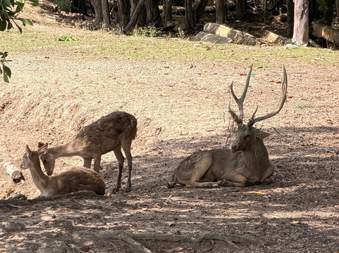 Mai Kiam Bridge, Nong Yai-春蓬必去景点