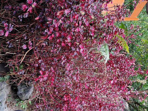 River Orange Garden-Pelling必去景点