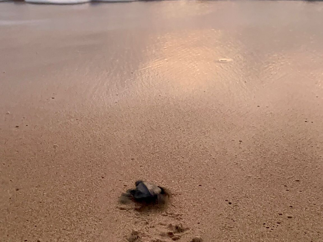 Galbokka Sea Turtle Hatchery-科斯戈德必去景点