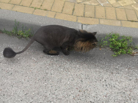 Square "Kotofeinya"-泽列诺格拉茨克必去景点